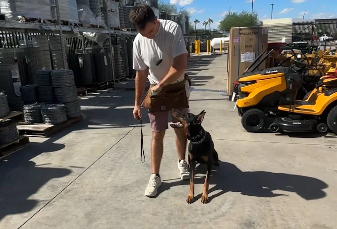 How to Choose the Best Dog Trainer in Avondale AZ