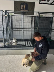 Behavior Rehabilitation for Arizona Dogs: What Works Best