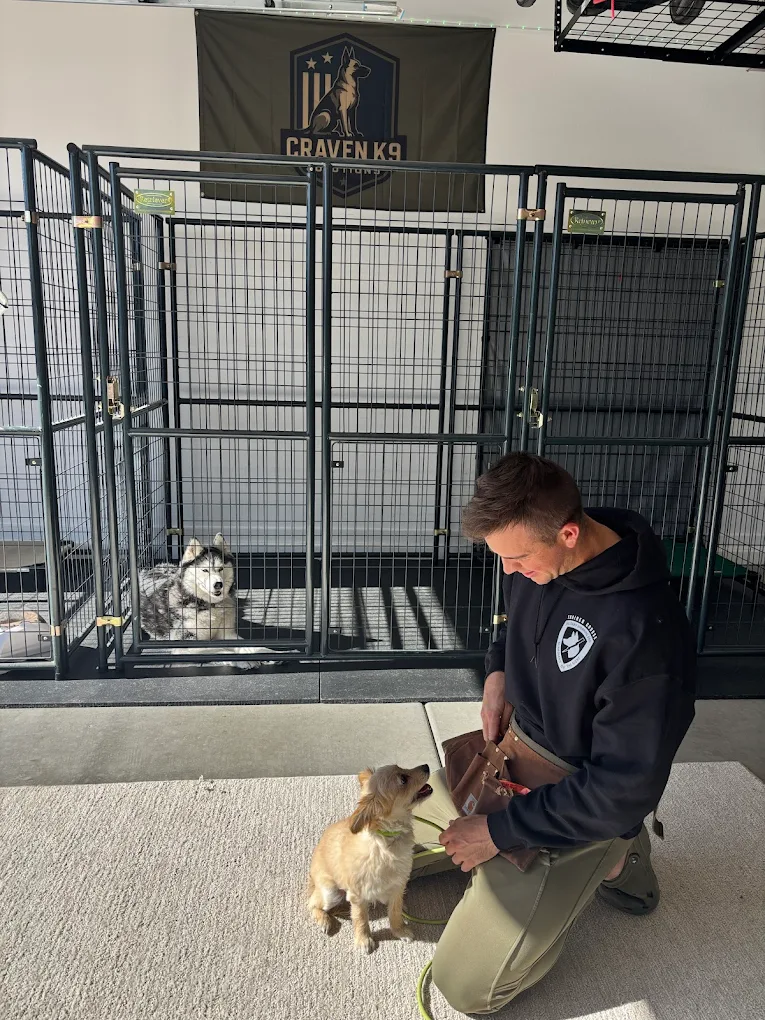 Behavior Rehabilitation for Arizona Dogs: What Works Best