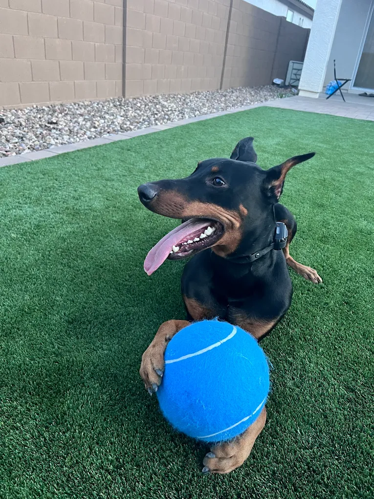 Top Reasons Dog Owners in Avondale, AZ Choose Board & Train Programs