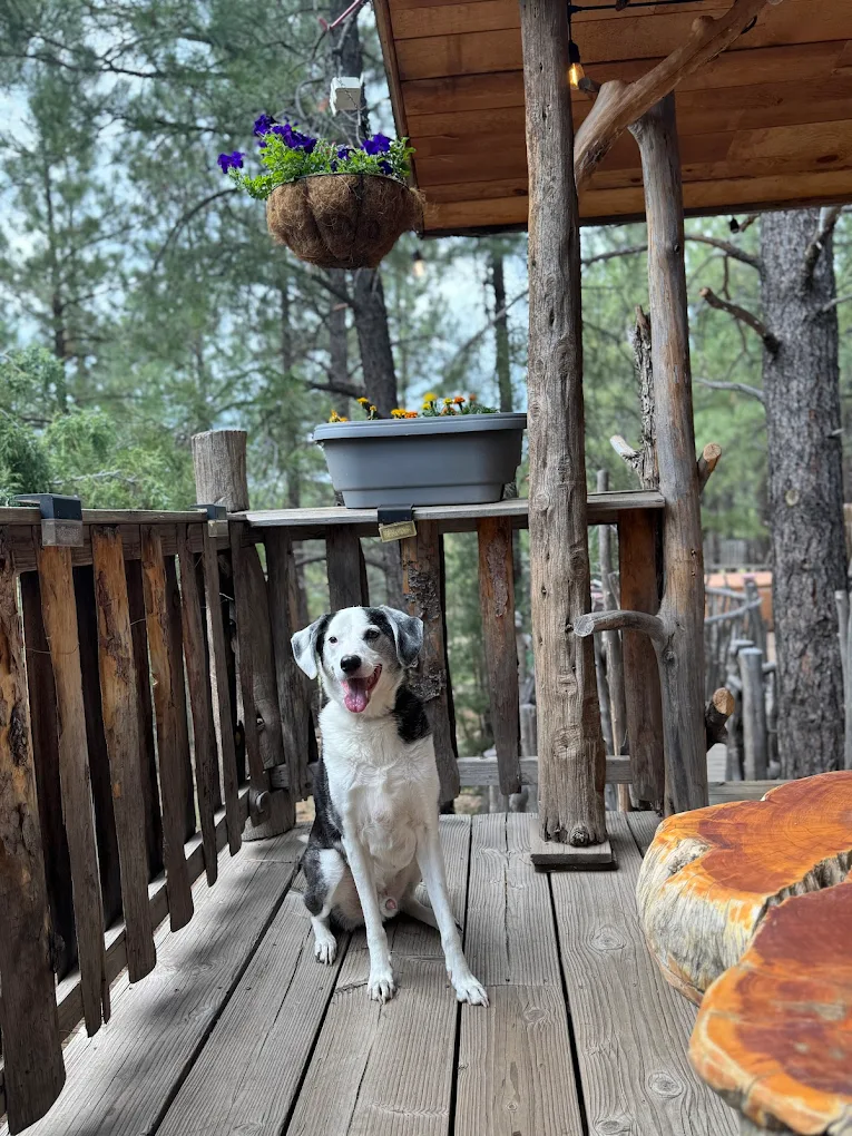 The Ultimate Avondale Dog Training Checklist for Busy Families