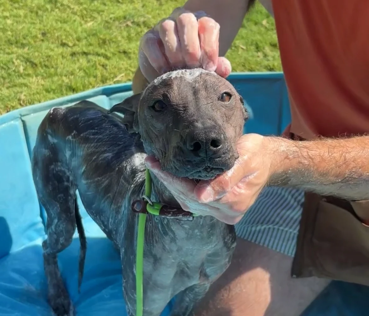 The Ultimate Avondale Dog Training Checklist for Busy Families
