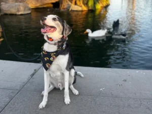 Why Is My Dog Aggressive? Causes and Fixes from a Dog Trainer in Avondale, Arizona