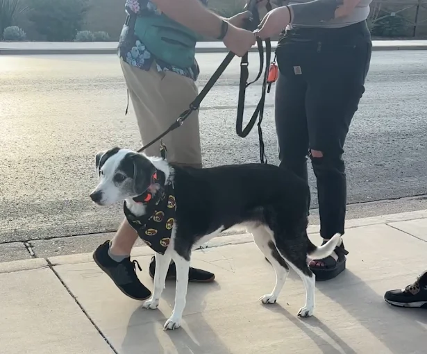 Best Board and Train Program for Dogs in Avondale, AZ | Craven K9 Solutions