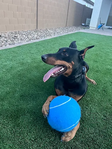 Professional Dog Behavior Rehabilitation in Avondale, AZ | Craven K9 Solutions
